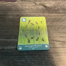 Load image into Gallery viewer, Close up on the braille of the Red-winged blackbird. The type and quantity can be read on the card.